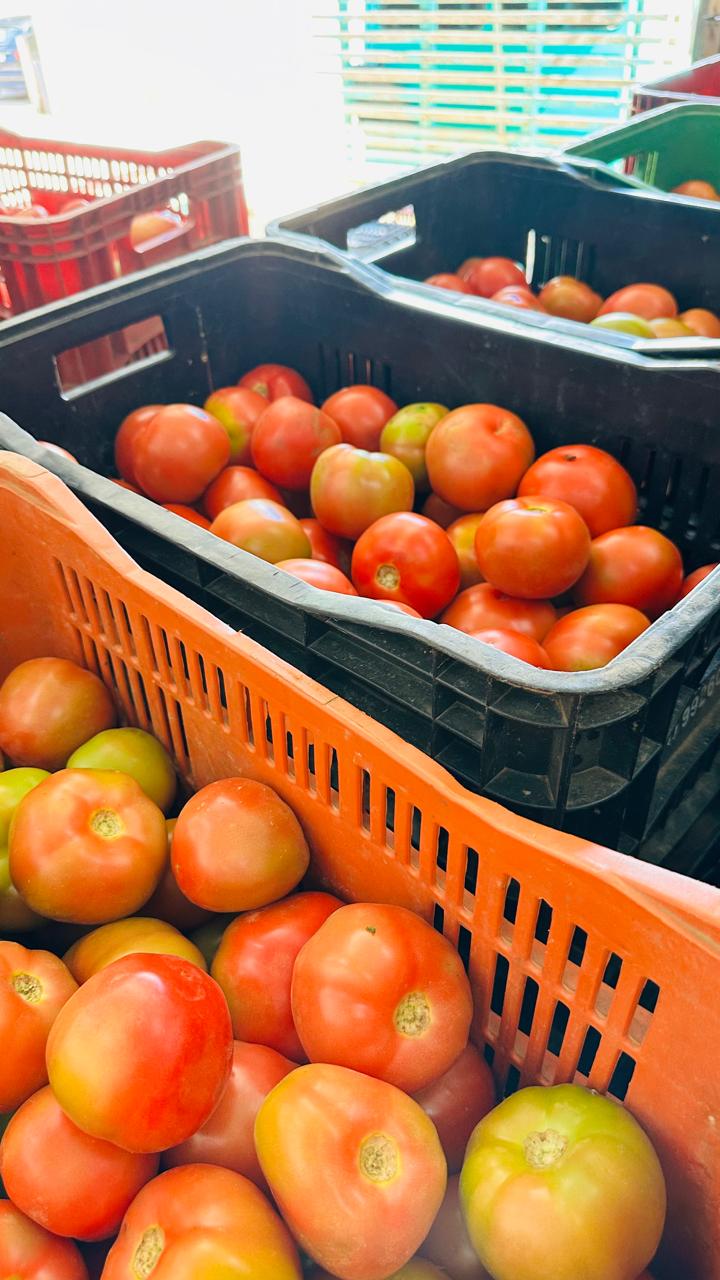 Caixas plásticas com tomates maduros prontos para entrega